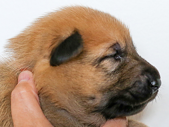chinook puppy